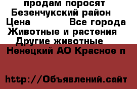 продам поросят .Безенчукский район  › Цена ­ 2 500 - Все города Животные и растения » Другие животные   . Ненецкий АО,Красное п.